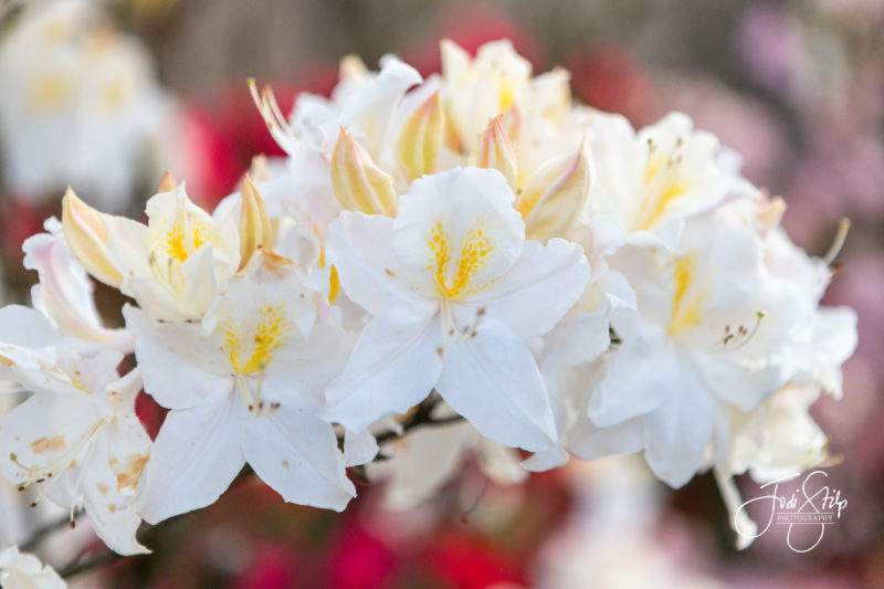 Rhodedendrons