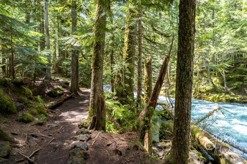 Old Growth Oregon Forest
