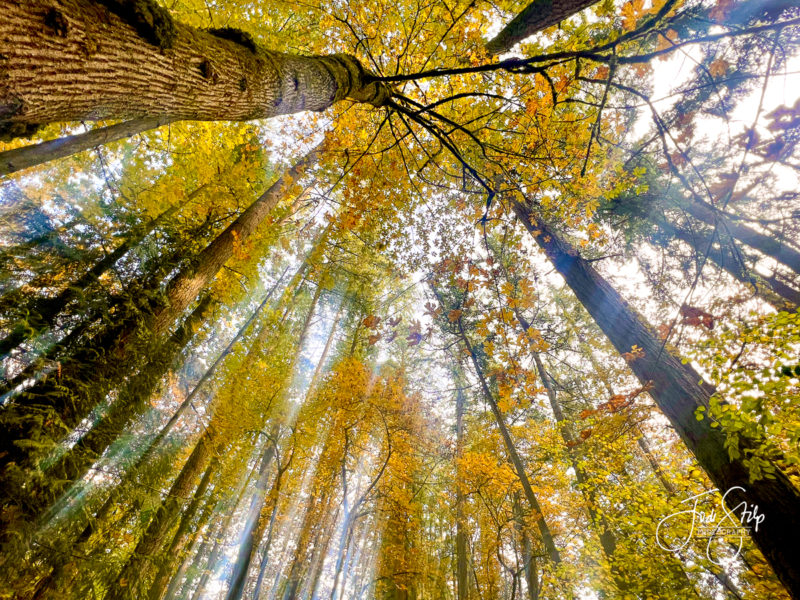 Fall Color on Gettman Trail